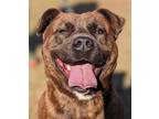 Adopt Sadie a Staffordshire Bull Terrier, Jack Russell Terrier