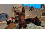 Adopt Millie a Miniature Pinscher, Labrador Retriever