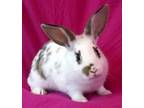 Adopt Twix a Bunny Rabbit