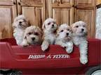 Malti-Poo Puppies!