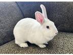 Adopt LILY a Bunny Rabbit