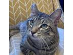 Adopt Fliss a Domestic Short Hair