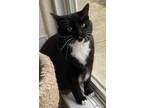 Adopt Violet a Domestic Short Hair