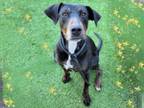 Adopt MISTY a Doberman Pinscher