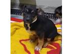 Adopt MANATEE a German Shepherd Dog, Mixed Breed