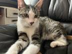 Adopt Christy a Domestic Short Hair