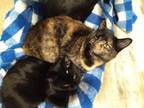 Adopt Sissy and Sybil a Domestic Short Hair