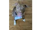 Adopt ZOEY a Staffordshire Bull Terrier