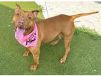 Adopt KATIE a American Staffordshire Terrier, Mixed Breed
