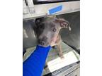 Adopt MEADOW a Pit Bull Terrier