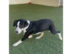 Adopt Dasher a Catahoula Leopard Dog