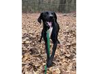 Adopt Missy a Greyhound, Labrador Retriever