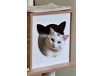 Adopt Jill Cannonball a Domestic Short Hair, Turkish Van