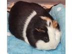 Adopt Riah a Guinea Pig