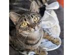 Adopt Chicken Wing a Domestic Short Hair