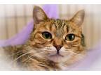 Adopt Sailor a Domestic Short Hair