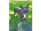 Adopt MILLY a Pit Bull Terrier, Mixed Breed