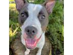 Adopt Domino a Pit Bull Terrier, Mixed Breed