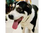 Adopt Freda a Border Collie