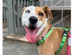 Adopt NALA a American Staffordshire Terrier, Mixed Breed