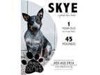 Adopt Skye a Australian Cattle Dog / Blue Heeler