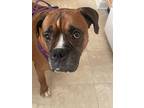 Adopt Vanya a Boxer