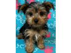 Adopt Victoria a Yorkshire Terrier