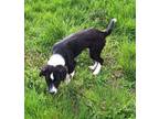 Adopt Jade a Border Collie, Boxer