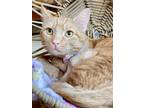 Adopt Peanut a Tabby