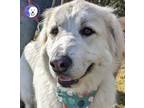 Adopt Izzy a Great Pyrenees