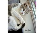 Adopt Juniper a Domestic Short Hair