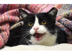 Adopt Sunshine ***Sponsored Adoption a Domestic Short Hair