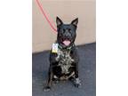 Adopt Tabitha A a Australian Cattle Dog / Blue Heeler, Boxer