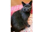 Adopt Gracie a Domestic Short Hair