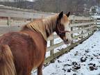 Adopt SIOBAHN_ATFO TRAINING HORSE a Pony