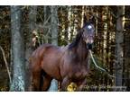 Adopt Willet a Thoroughbred