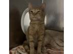 Adopt Sue She a Domestic Short Hair