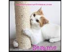 Adopt Sesame a American Shorthair, Domestic Short Hair