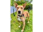 Adopt Palomina a Bull Terrier