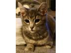 Adopt Valentina a Domestic Short Hair