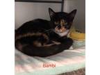 Adopt Bambi a Domestic Short Hair