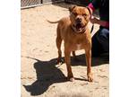 Adopt Gigi- *Your One & Only a Dogue de Bordeaux