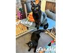 Adopt Frankie & Friday a Domestic Short Hair, Tabby