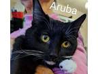 Adopt Aruba a Tuxedo, Domestic Short Hair
