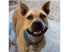 Adopt Kora a Pit Bull Terrier