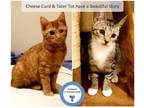 Adopt Cheese Curd & Tater Tot a Tabby