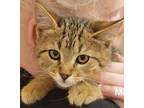 Adopt MARY a Domestic Short Hair