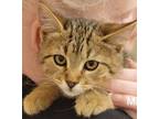 Adopt MARY and WINNIFRED a Domestic Short Hair