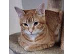 Adopt Tey a Abyssinian, Tabby