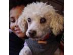 Adopt Chloe a Poodle